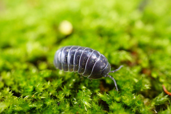 How To Get Rid Of Pill Bugs