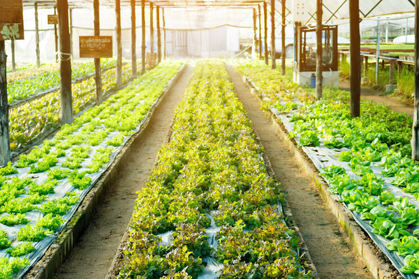 How Do Hydroponic Plants Get Nutrients?