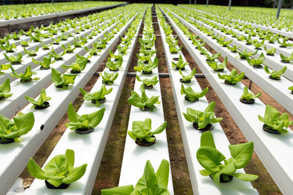 Hydroponics: How To Grow Plants Organically Without Soil