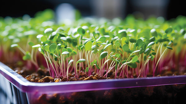 Simple Steps to Grow Chive Microgreens