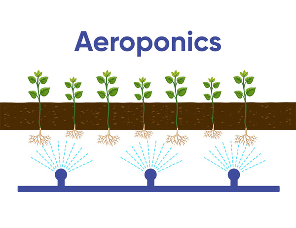 The Benefits of Aeroponics