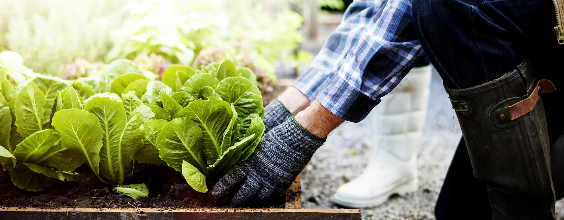 The Complete Guide and Definition of Urban Gardening