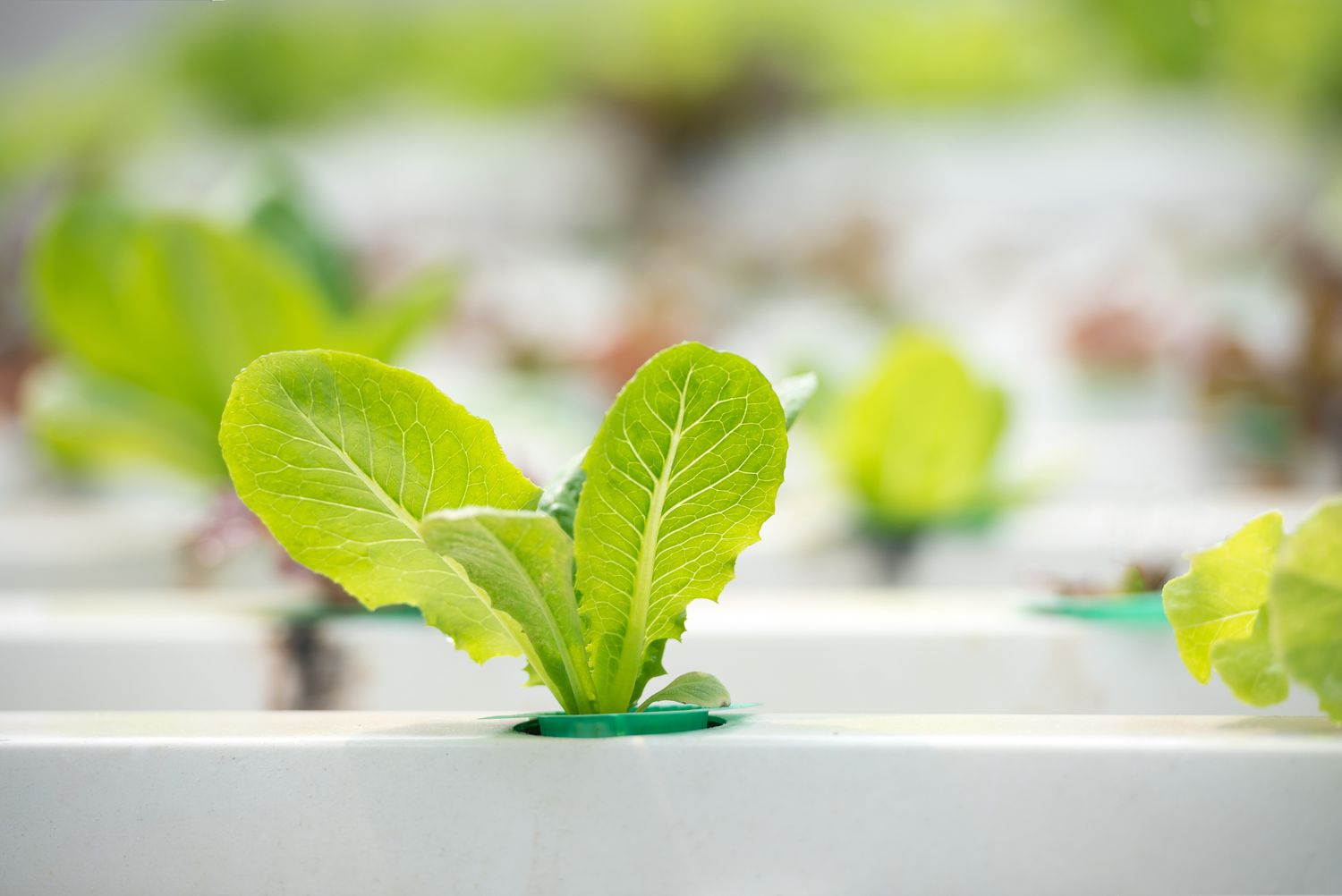 The Top Tips for Outdoor Hydroponics Yields