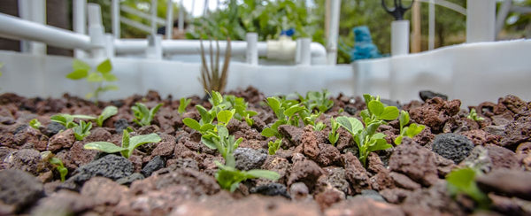 What is The Difference Between Hydroponics, Aquaponics & Aquaculture?