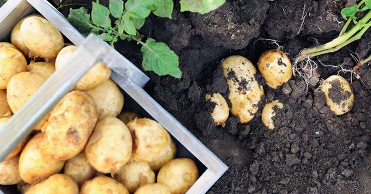 When To Harvest Potatoes
