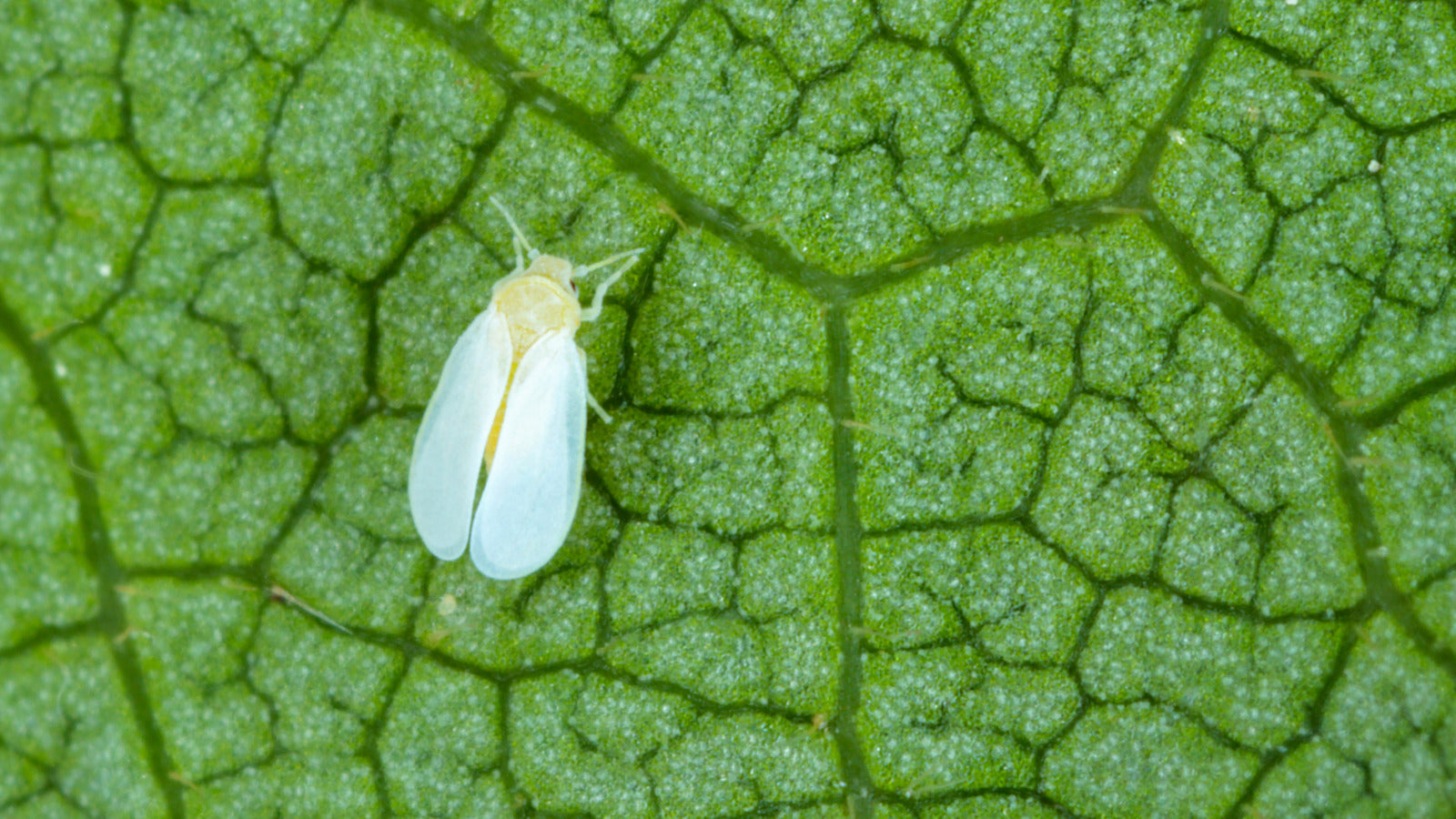 White Flies: How To Prevent and Get Rid Of Them