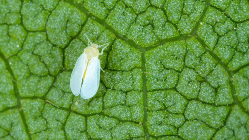 White Flies: How To Prevent and Get Rid Of Them