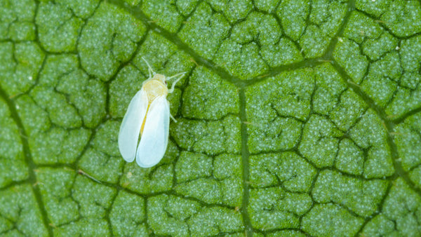 White Flies: How To Prevent and Get Rid Of Them