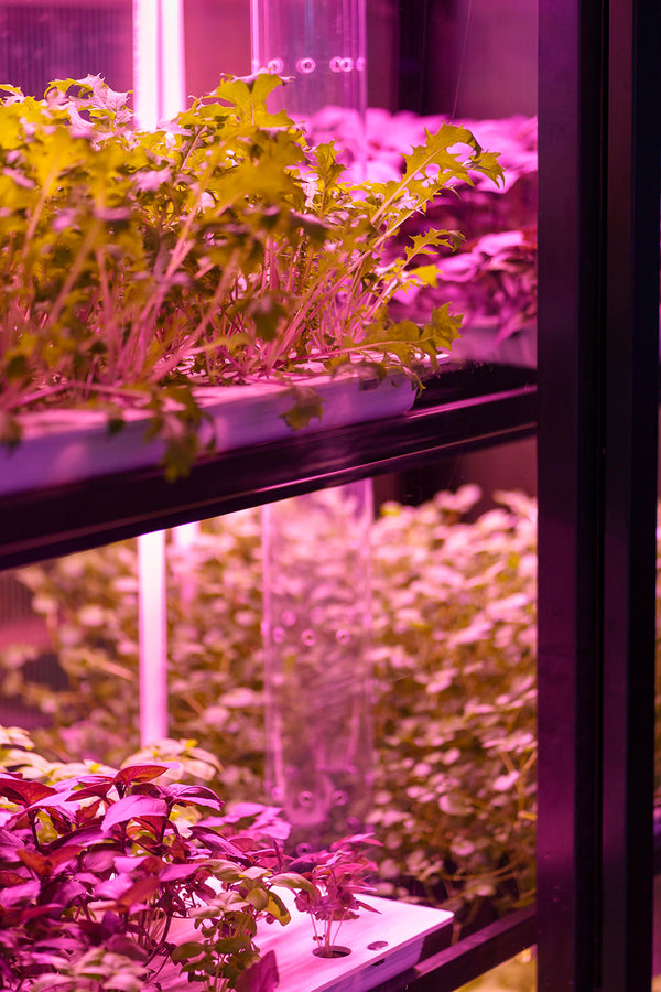 How To Use Full Spectrum LED Grow Lights