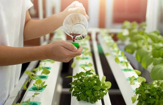 Nutrient Solutions for Healthy Herb Development in a Hydroponic Garden
