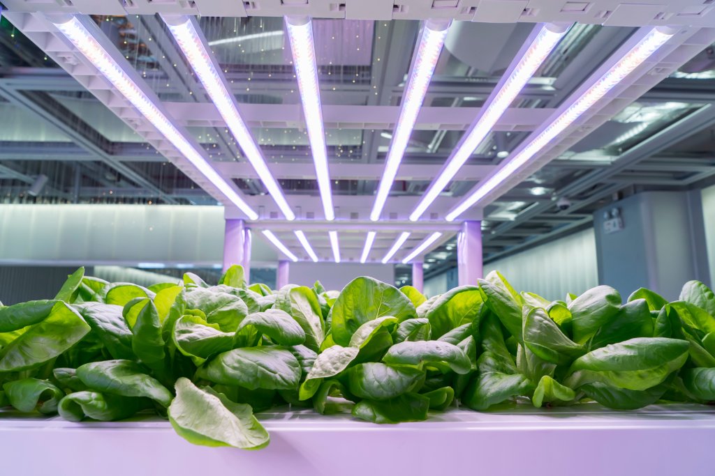 Grow Lights - Shop the #1 grow lights for successful indoor growing