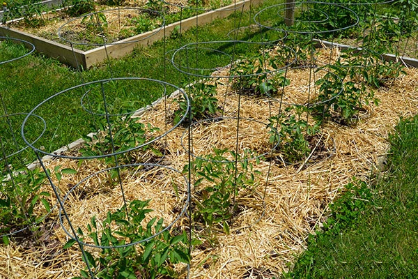 Net & Plant Supports