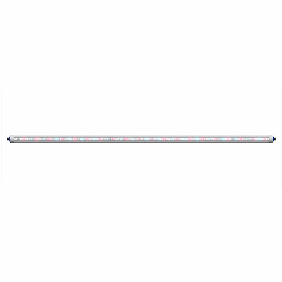 GML Tarantula Reproduction Bar (Pair)