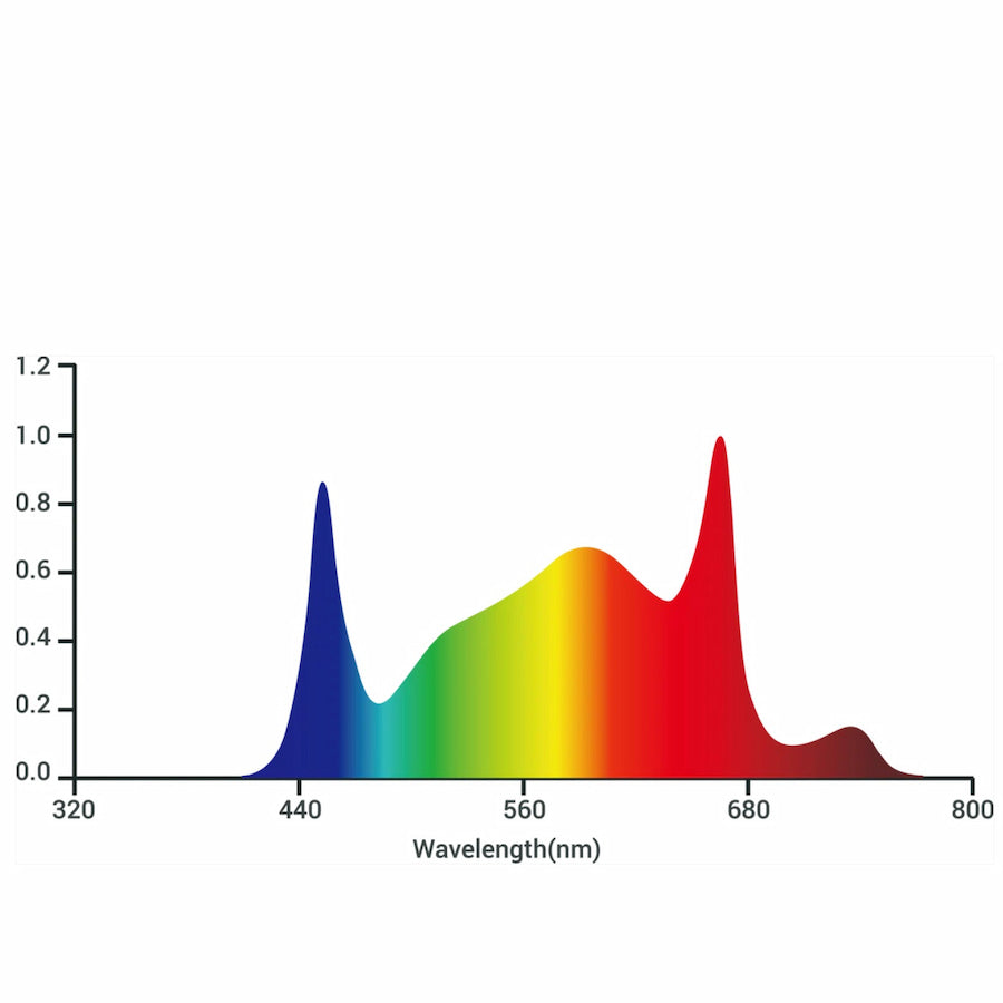 GML Tarantula Revolution 320