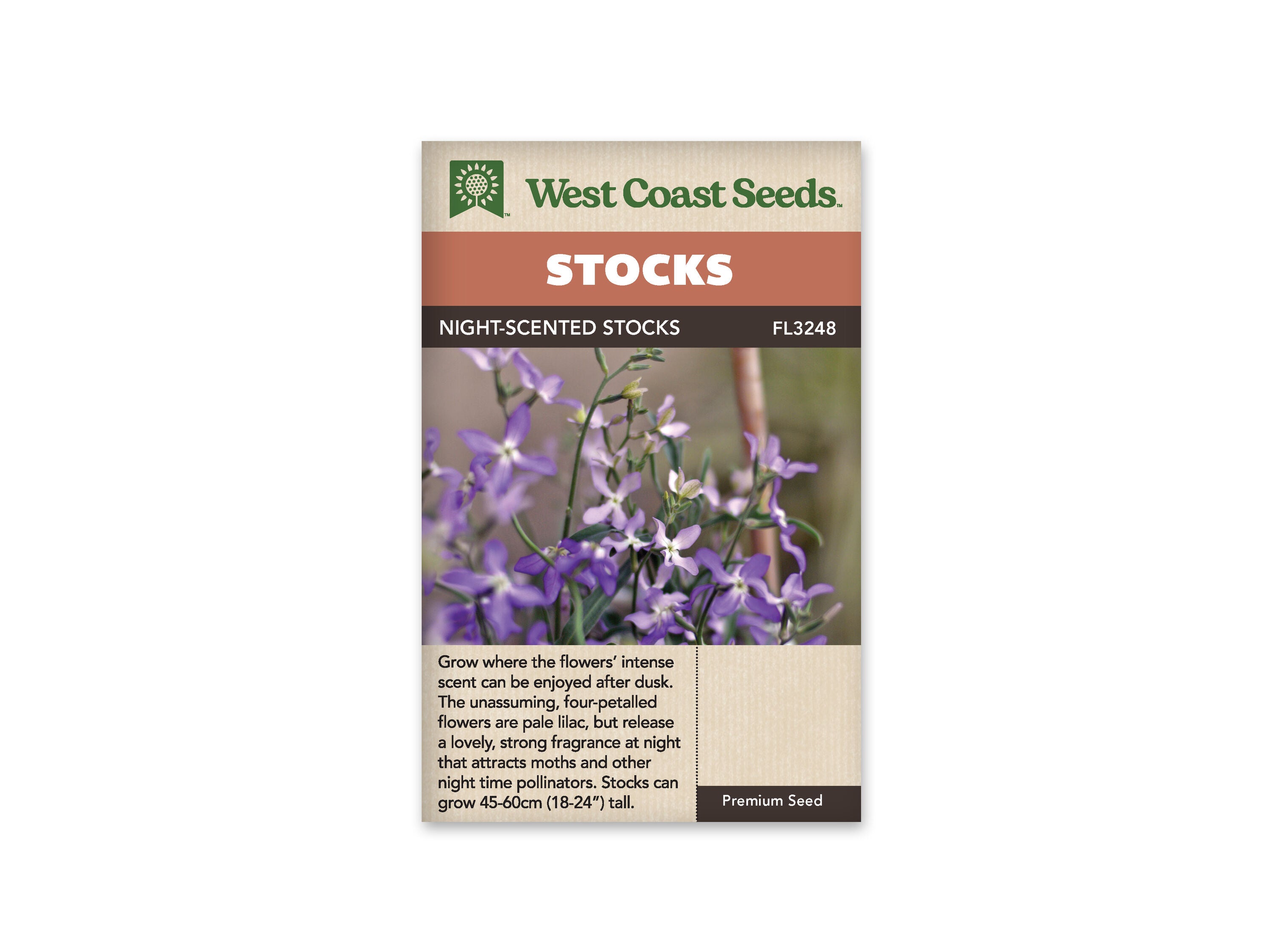 Stocks Evening Scented Seeds